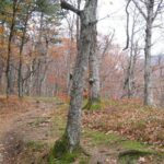 Medvedgrad Fortress: Half Day Guided Walking Tour from Zagreb - Starting at the Heart of Zagreb: British Square