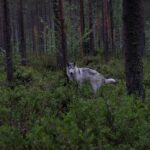 Meet Taivas & the Arctic Wolves - Private Tour - Meeting the Family and Visiting the Farm