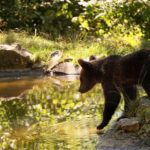 Meet the Bears & Visit Dracula Castle Day Tour from Bucharest - Cultural and Culinary Highlights