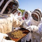 Meet the Bees Guided Apiary Tour and Honey Tasting - Starting Point at 206 N Signal St in Ojai