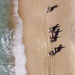 Melides: Horseback Riding on Melides Beach - Starting Point at Horses By The Beach