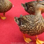 Memphis 3.5h Walking Tour with Beale Street & Sun Studio - Starting Point and Tour Logistics