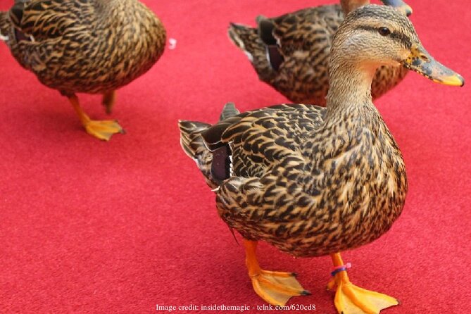 Memphis 3.5h Walking Tour with Beale Street & Sun Studio - Starting Point and Tour Logistics