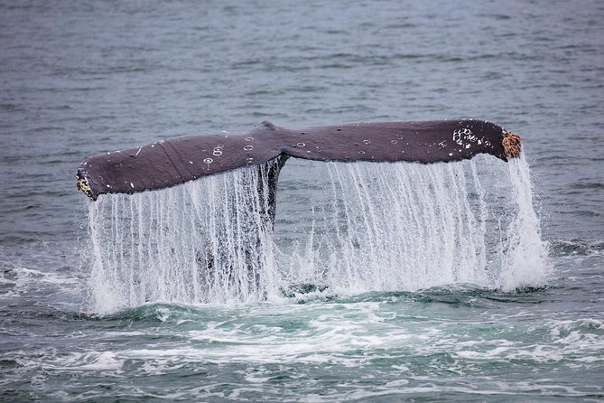 Mendenhall Glacier Visitor Center and Ultimate Whale Watch Combo - Whale Watching on a Comfortable Jet Boat or Catamaran