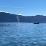 Mendenhall Glacier Waterfall and Whale Watching Tour - Starting Point at Juneau’s Goldbelt Tram Building