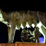 Merida: Legends and Mysteries Night Tour - Starting at the Méridas del Mundo Roundabout