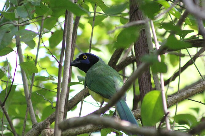 Merida Yucatan Birdwatching Activity - The Meeting Point and Early Start in Merida
