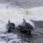 Merritt Island: CraigCat Rental - Explore Merritt Island’s Waterways with the CraigCat