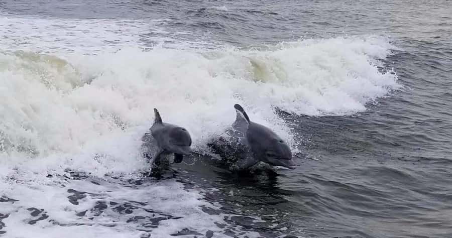 Merritt Island: CraigCat Rental - Explore Merritt Island’s Waterways with the CraigCat