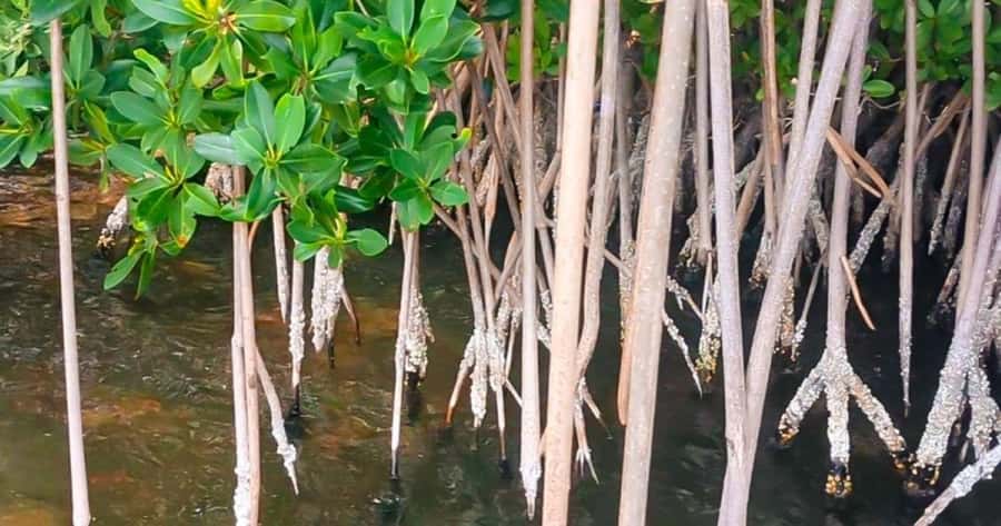 Merritt Island: Dolphin & Manatee Paddle Adventure - Merritt Island Location & Access Details