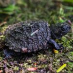 Mersey River Quickie Adventure - 2 Hours - Exploring Kejimkujik National Park & its Cultural Significance