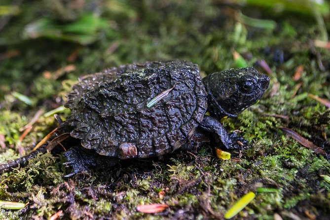 Mersey River Quickie Adventure - 2 Hours - Exploring Kejimkujik National Park & its Cultural Significance