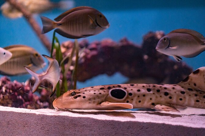 Mertailor's Mermaid Aquarium Encounter General Admission - Starting Point and Tour Duration in Lecanto, Florida