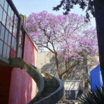 Mexico City: Frida Kahlo-Diego Rivera Studio House Tour - Convenient Hotel Pickup for a Seamless Experience