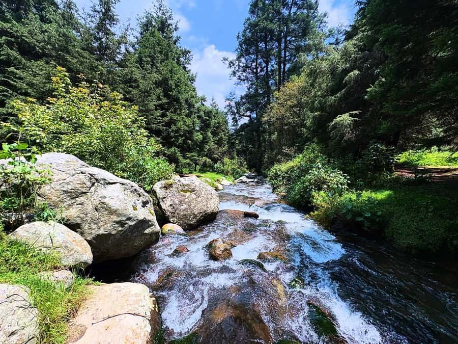Mexico City: Guided Hike in the Dinamos Forest - Discovering the Last Living River in Mexico City
