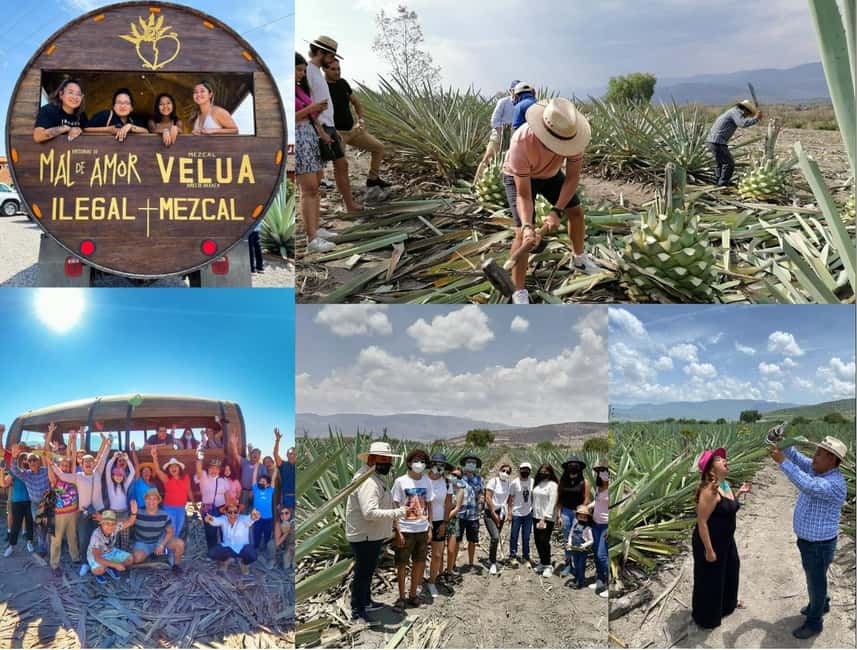 Mezcal Oaxaca: Tour, Gastronomy and Mezcal Tasting - Riding a Barrel Cart through Maguey Fields in Santiago Matatlán