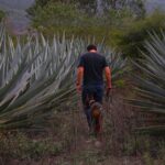 Mezcal Tour Oaxaca - Visit a Distillery and Agave Plantation Near Oaxaca City
