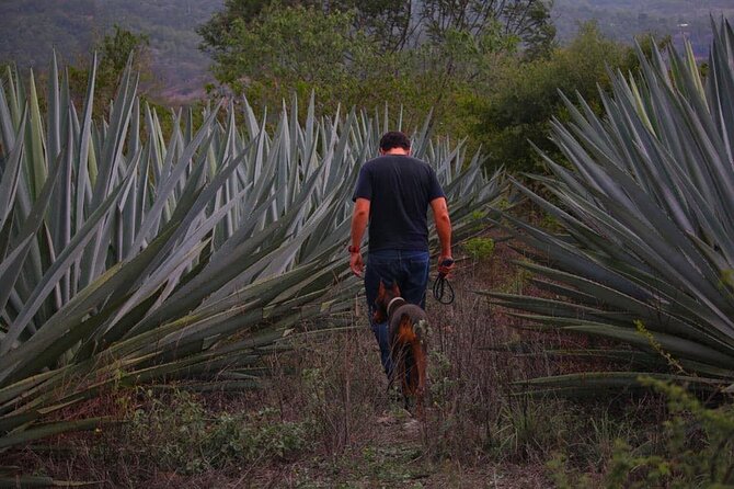 Mezcal Tour Oaxaca - Visit a Distillery and Agave Plantation Near Oaxaca City