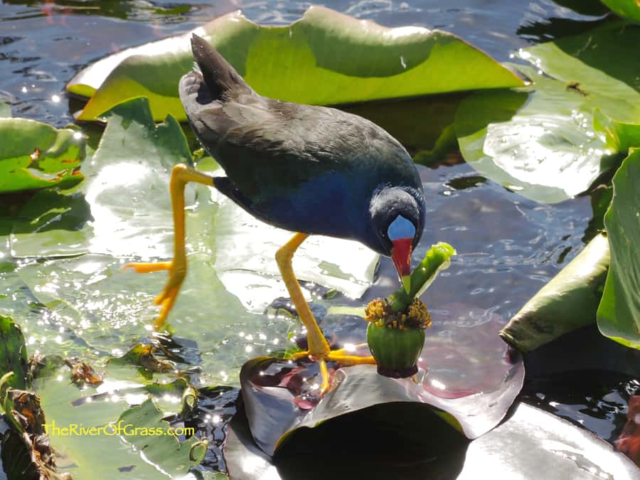 Miami: 1 Hour Everglades River of Grass Small Airboat Tour - Starting Point and Easy Access to the Everglades