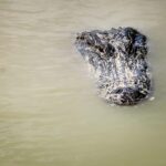 Miami: Everglades Airboat Alligator Tour with Transfer - The Iconic 45-Minute Airboat Ride with a Licensed Ranger