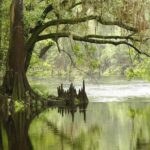 MIAMI: Everglades Airboat, Wildlife Gator Show and Photo - Photo Opportunities and Souvenir Options