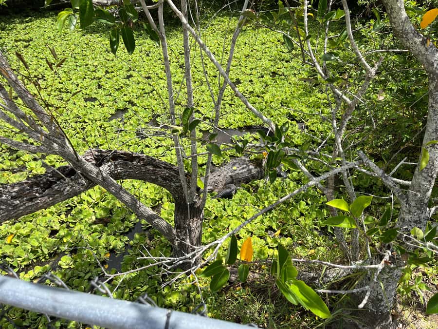 Miami: Everglades Small Group Tour in French - 45-Minute Airboat Tour Through the Everglades