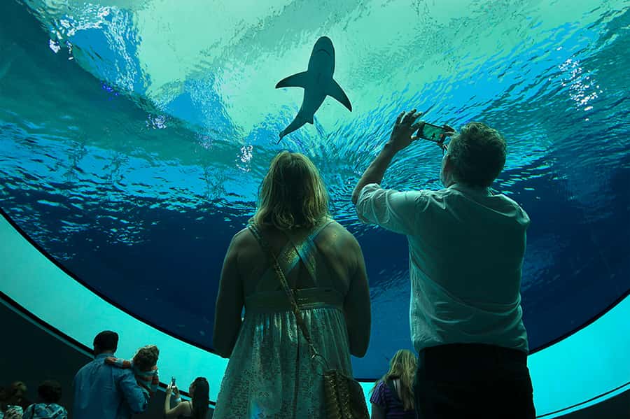 Miami: Frost Museum of Science and Planetarium Entry Ticket - The Planetarium Shows and Their Cosmic Wonders