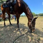 Miami: Horseback Riding in South Beach - The Trail Experience Behind the Main Facility