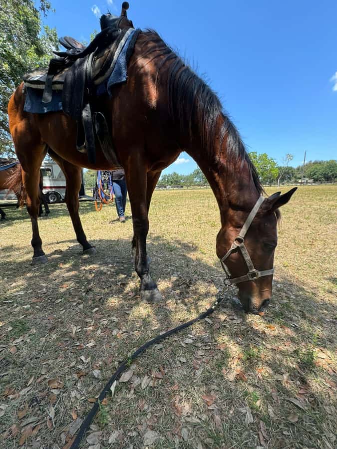 Miami: Horseback Riding in South Beach - The Trail Experience Behind the Main Facility