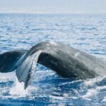 Midday Whale Watch: Malaea Harbor - The Intimate Small Boat Experience