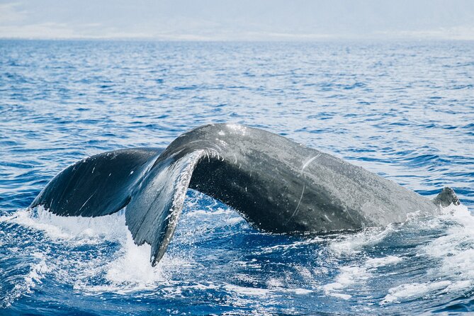 Midday Whale Watch: Malaea Harbor - The Intimate Small Boat Experience
