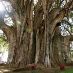 Mitla, Tule, Hierve el agua and Teotilán - Starting from Oaxaca City: Convenient Pickup and Small Group Atmosphere