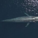 Mobulas and Cetaceans Day Trip - Marine Life Encounters: Mobula Rays, Dolphins, and More