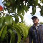 Modesto: Fruits and Roots Tour Driving Audio Guide Tour - Scenic Orchards and Farming Techniques