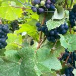 Moet et Chandon Taittigner Private Champagne Day trip from Paris - Guided Tour at Moët et Chandon’s Iconic Cellars