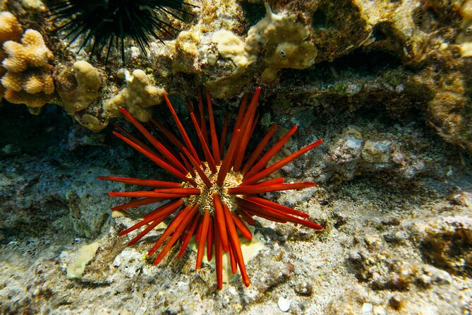 Molokini Snorkel Trip 2-Hour From Kihei - Wildlife Encounters and Whale Watching Opportunities