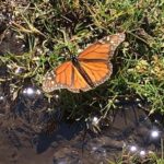 Monarch Butterfly Private Tour (Morelia) - Logistics: Easy Pickup and Private Transport