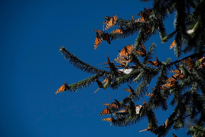 Monarch Butterfly Tour (Departing from Morelia) - Visiting La Reserva de la Biosfera Mariposa Monarca in Sierra Chincua