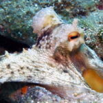 Mononaftis: Certified Scuba Diving - Specific Locations for Underwater Exploration in Mononaftis Bay