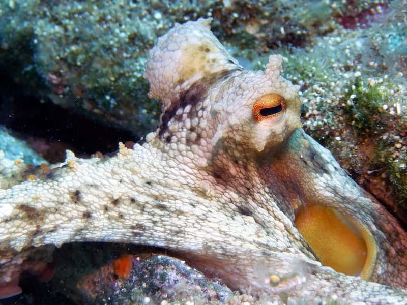 Mononaftis: Certified Scuba Diving - Specific Locations for Underwater Exploration in Mononaftis Bay