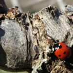 MONTEMELINO RARE WINES SELECTION - Tasting Five Unique Wines and Reserves