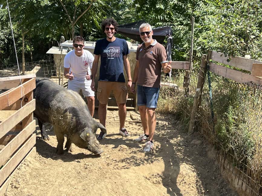 Montepulciano: Pig Farm Tour with Traditional Lunch - Meet Cinta Senese Pigs and Learn Their Heritage