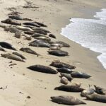 Monterey 17-Mile Drive Electric Bike Guided Tour - The Unique Stops at Pebble Beach and Beyond