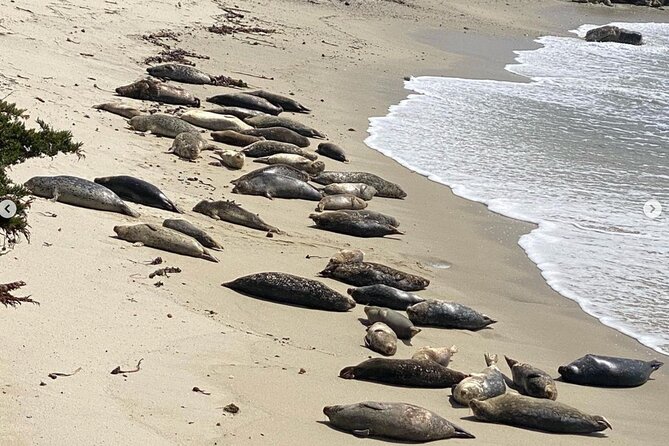 Monterey 17-Mile Drive Electric Bike Guided Tour - The Unique Stops at Pebble Beach and Beyond