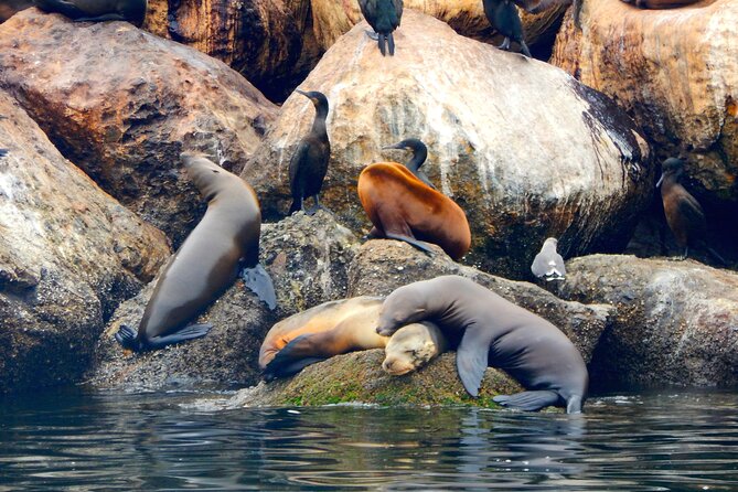 Monterey Bay Full-Day Kayak Rental: Otters, Seals and Sea Lions - All-Inclusive Equipment for a Comfortable Kayaking Experience