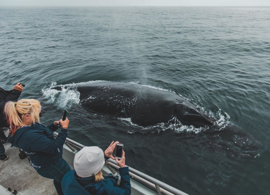Monterey: Sunset Whale Watching Cruise with A Guide - Starting Point at Fishermans Wharf and Parking Tips