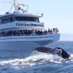 Monterey Whale Watching Tour - Comfortable Vessels and Optimal Viewing