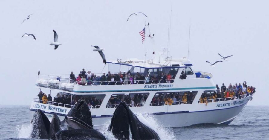 Monterey: Whale Watching Tour with A Marine Guide - Starting Point and How to Find the Boat