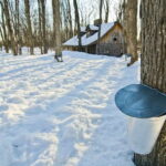 Montreal: Sugar Shack Maple Syrup Day Trip with Lunch - Discovering the Maple Tree and Production Process