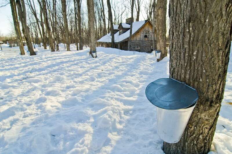 Montreal: Sugar Shack Maple Syrup Day Trip with Lunch - Discovering the Maple Tree and Production Process